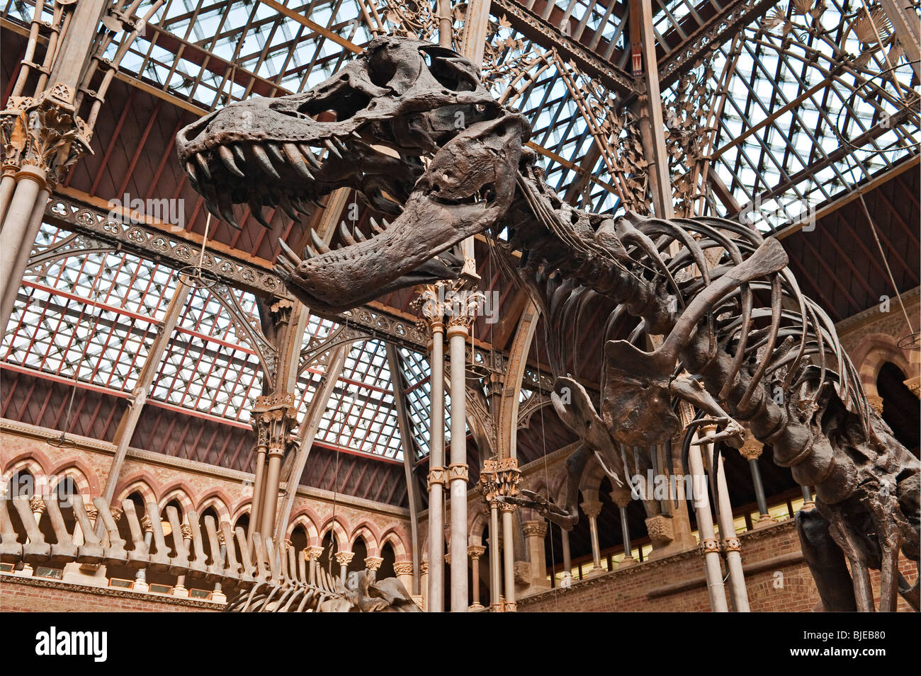 Das Oxford University Museum of Natural History, Großbritannien. Abguss des fossilen Skeletts eines Tyrannosaurus Rex Dinosauriers Stockfoto