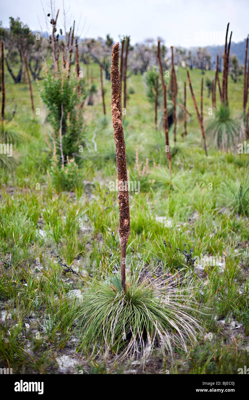 Xanthorrhoea Xanthorrhoeaceae, Grasbaum Wilsons Promontory Nationalpark, Australien Stockfoto