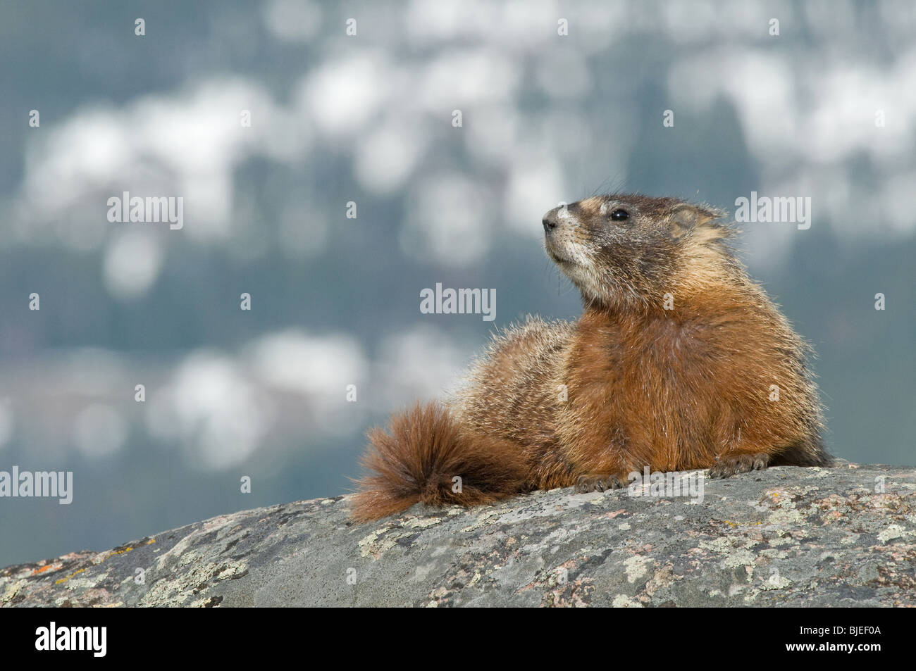 Bauche Marmot, Rock Chuck (Marmota Flaviventris) auf einem Felsen. Stockfoto
