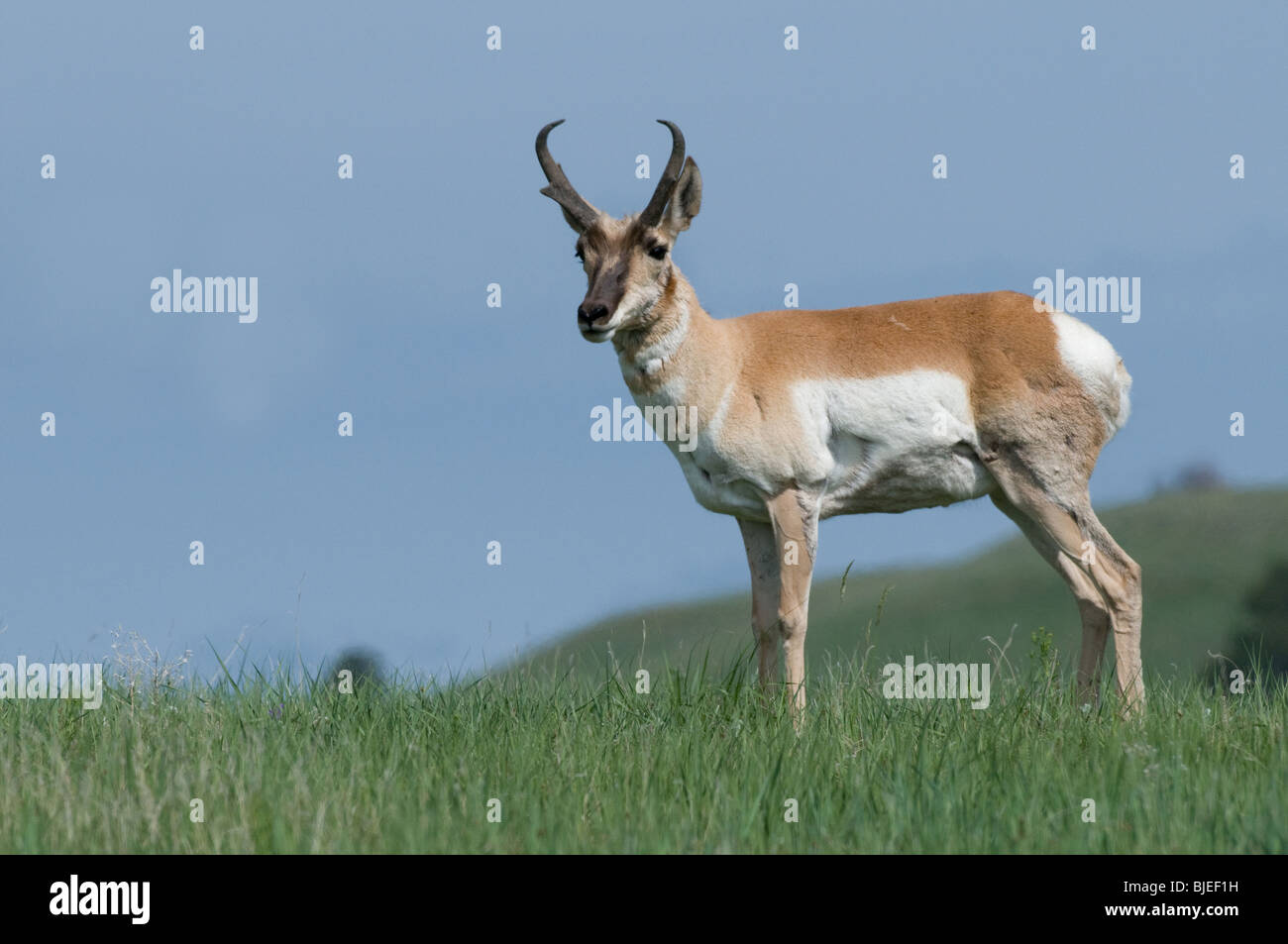 Gabelbock (Antilocapa Americana), Männlich, stehend auf einem Bergrücken. Stockfoto