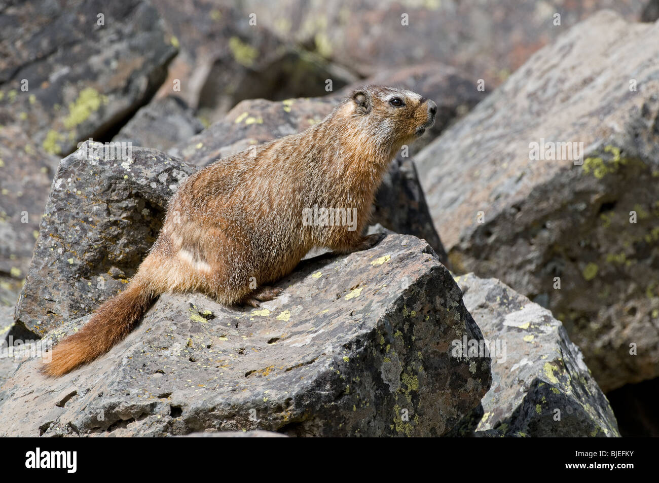 Bauche Marmot, Rock Chuck (Marmota Flaviventris) auf einem Felsen. Stockfoto