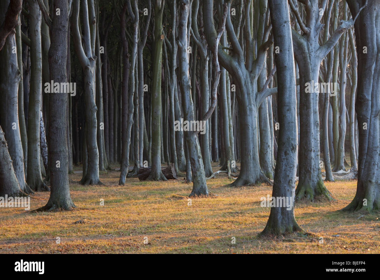 Die Ghost Forest in der Nähe der Ortschaft Nienhagen, Mecklenburg-Western Pomerania, Deutschland. Stockfoto