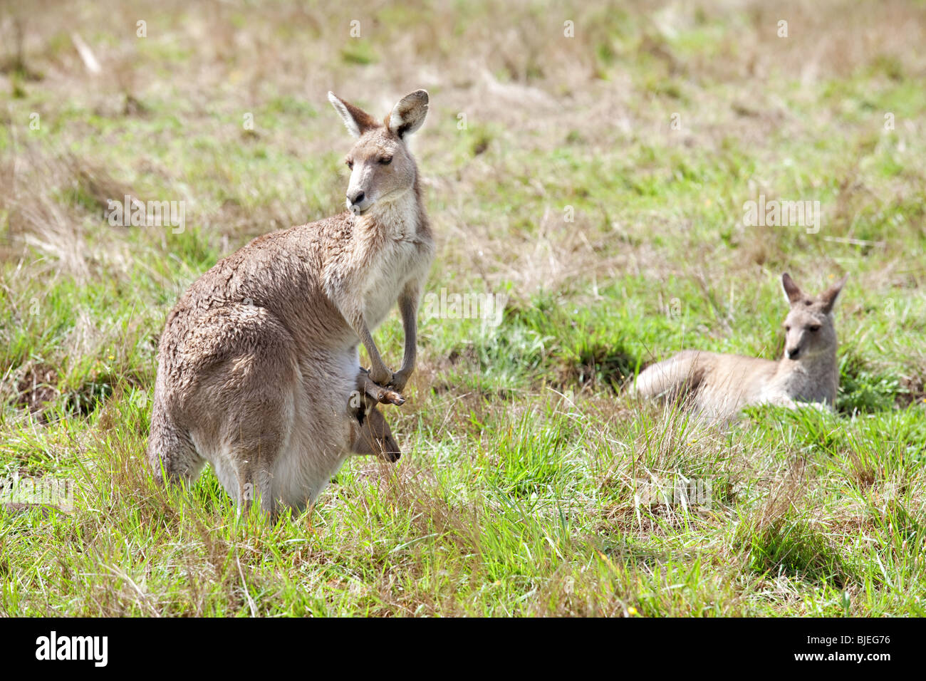 Tierwelt, Western Gray Känguru mit Joey im Beutel, Macropus Fuliginosus, Kociuszko National Park, NSW, Australien Stockfoto