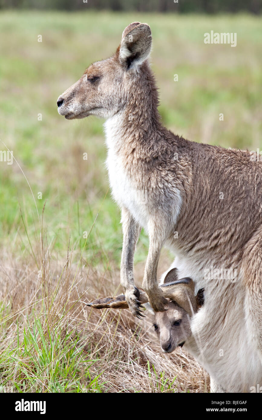 Tierwelt, Western Gray Känguru mit Joey im Beutel, Macropus Fuliginosus, Kociuszko National Park, NSW, Australien Stockfoto