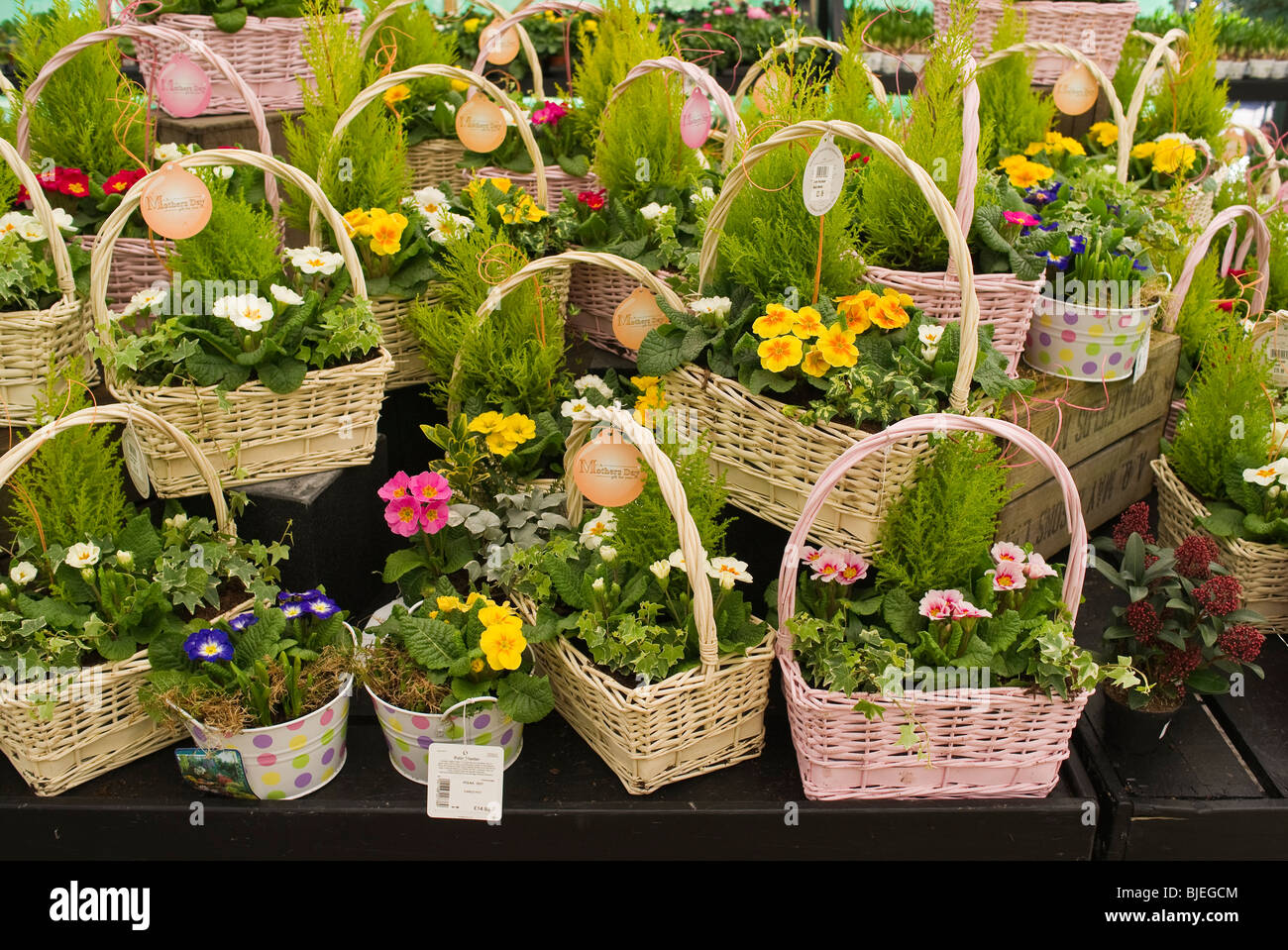 Körbe von Blumen und Pflanzen zum Verkauf für Muttertag in ein Gartencenter Stockfoto