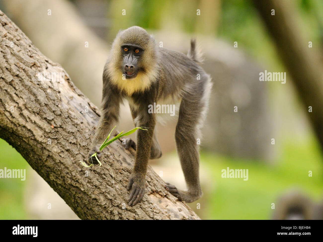 Mandrill mandrillus sphinx auf einem baumstamm Fotos und Bildmaterial