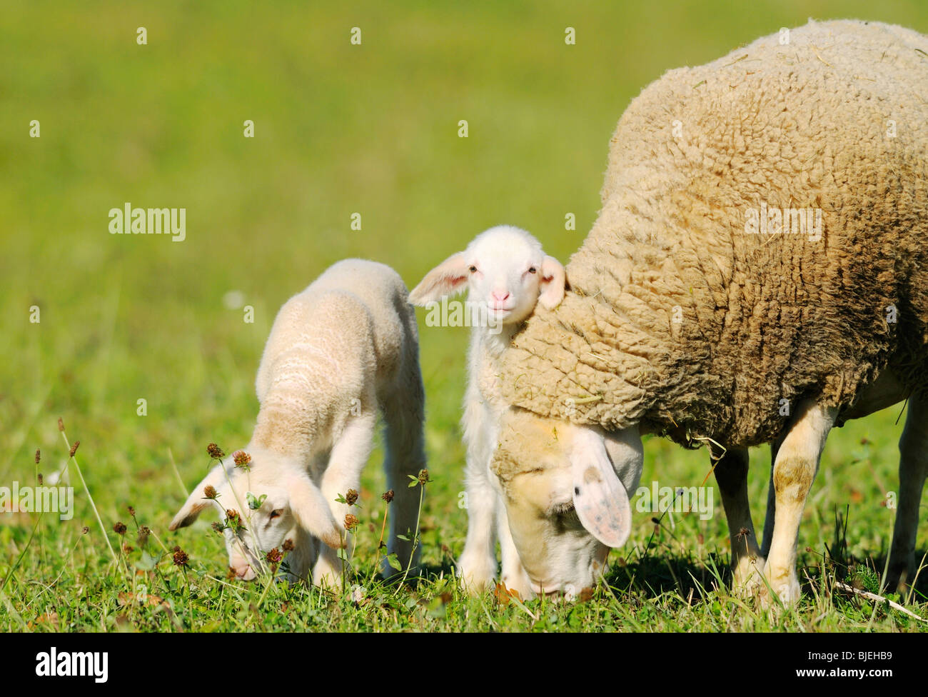 Mutterschaf mit Lämmern (Ovis Orientalis Aries) auf einer Wiese, Bayern, Deutschland Stockfoto