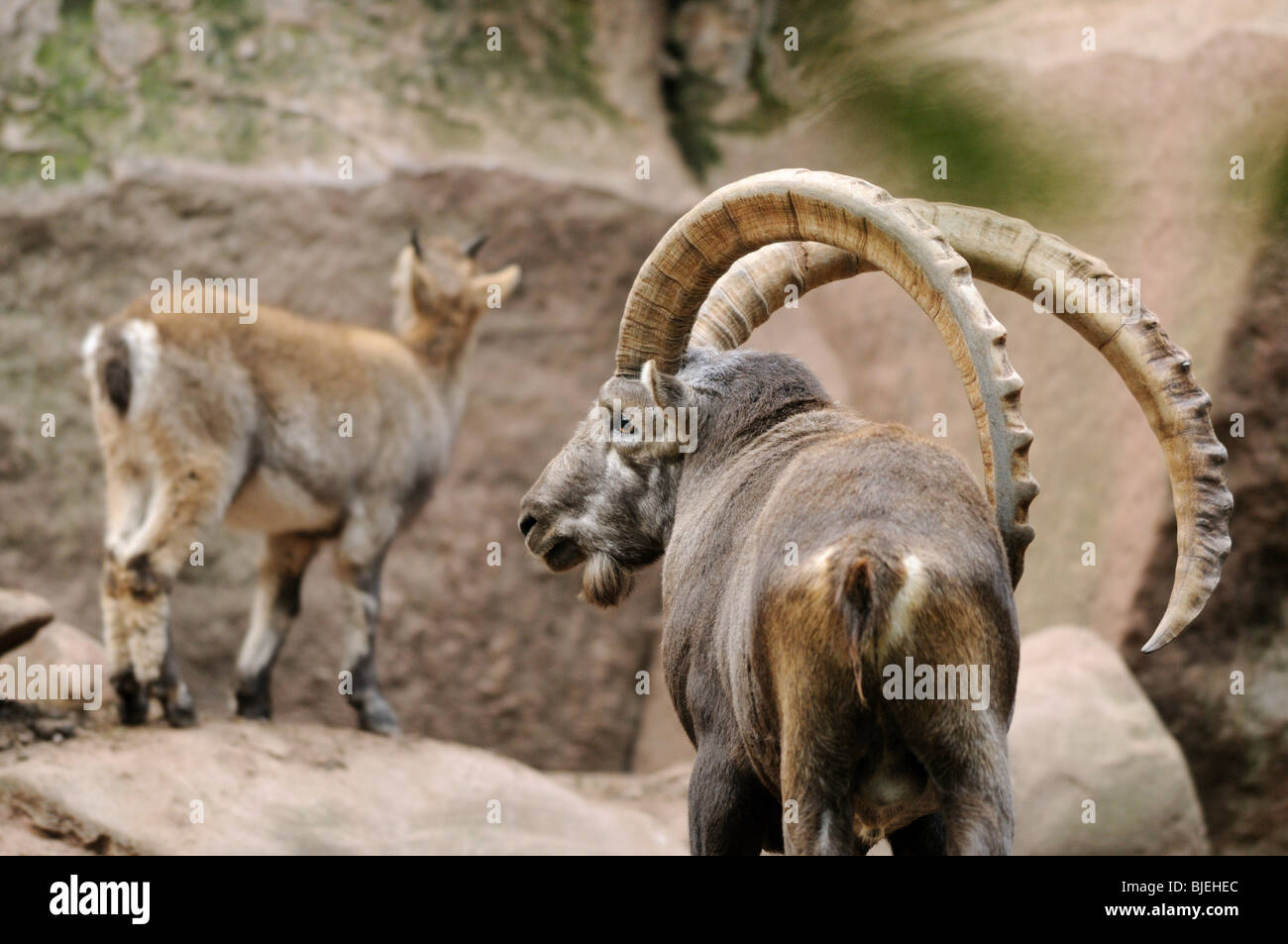 Zwei Alpine Steinböcke (Capra Ibex), Rückansicht Stockfoto