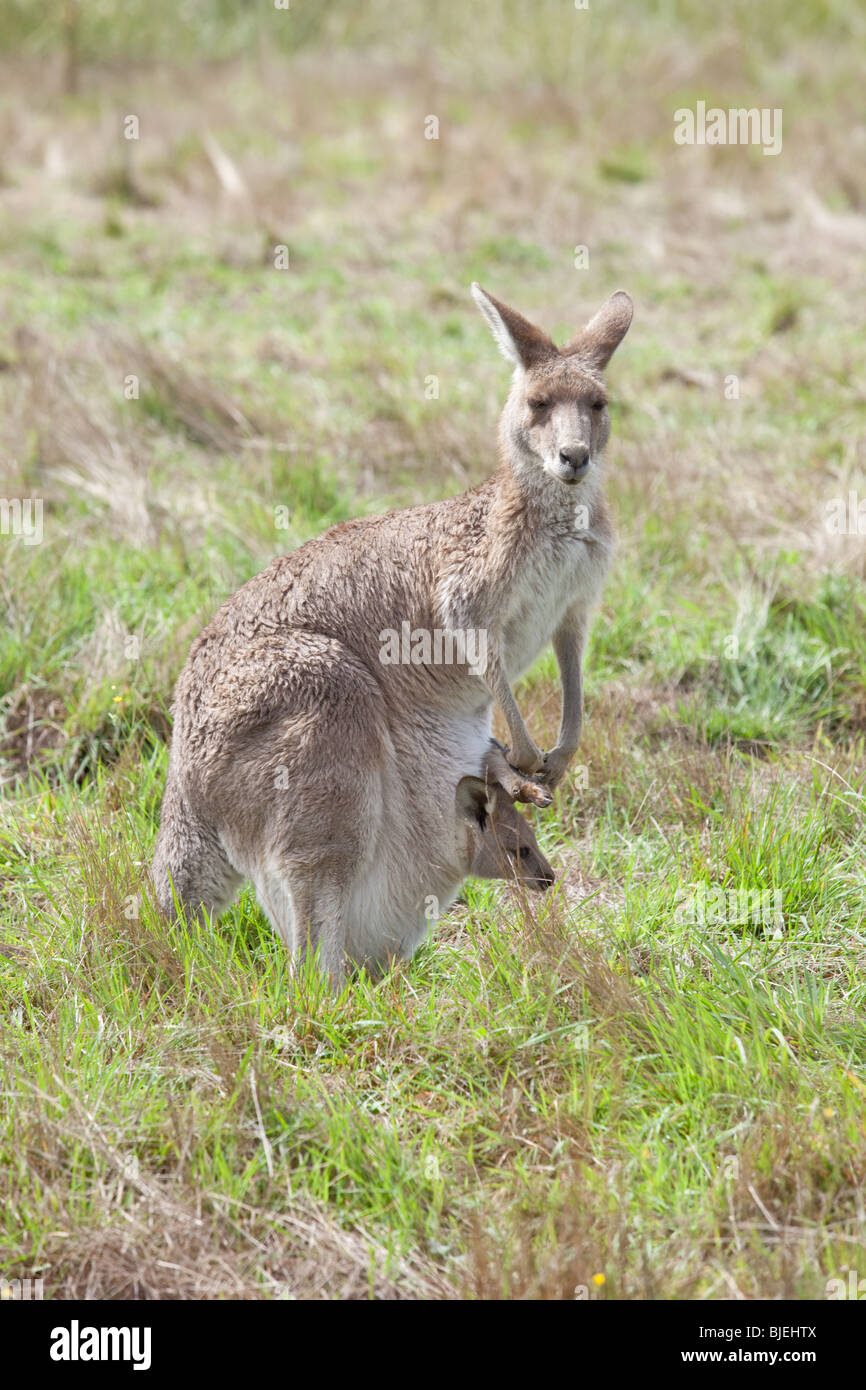 Tierwelt, Western Gray Känguru mit Joey im Beutel, Macropus Fuliginosus, Kociuszko National Park, NSW, Australien Stockfoto
