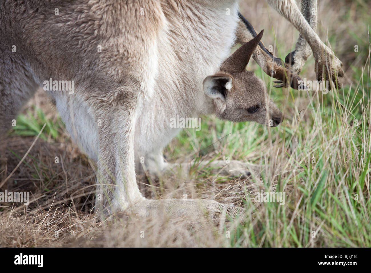 Tierwelt, Western Gray Känguru mit Joey im Beutel, Macropus Fuliginosus, Kociuszko National Park, NSW, Australien Stockfoto