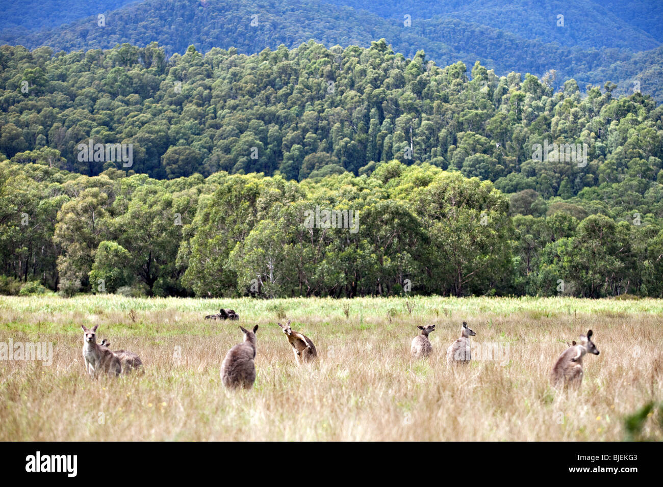 Western Grey Kangaroo, Macropus Fuliginosus, Kociuszko National Park, NSW, Australien Stockfoto