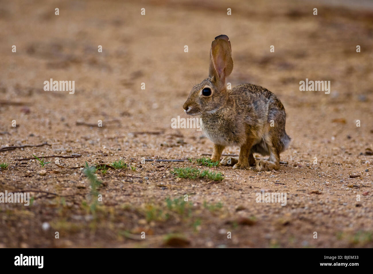 Kaninchen Sie auf Sandboden, Phoenix, Arizona, Seitenansicht Stockfoto