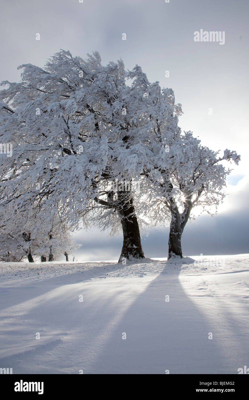 Buche im Winter, Freiburg Im Breisgau, Deutschland Stockfoto