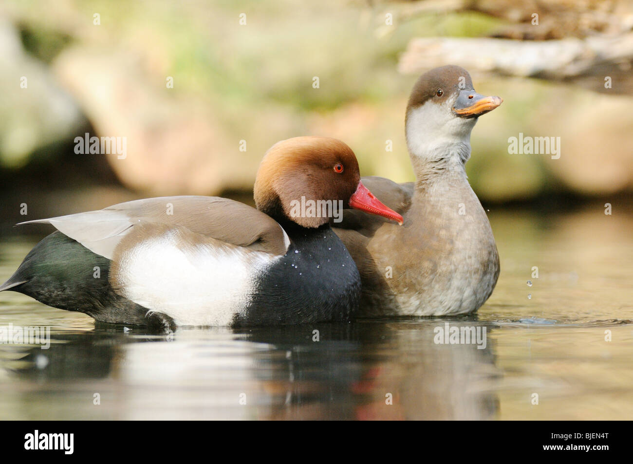 Zwei rot-crested Tafelente (Netta Rufina) auf dem Wasser, Seitenansicht Stockfoto