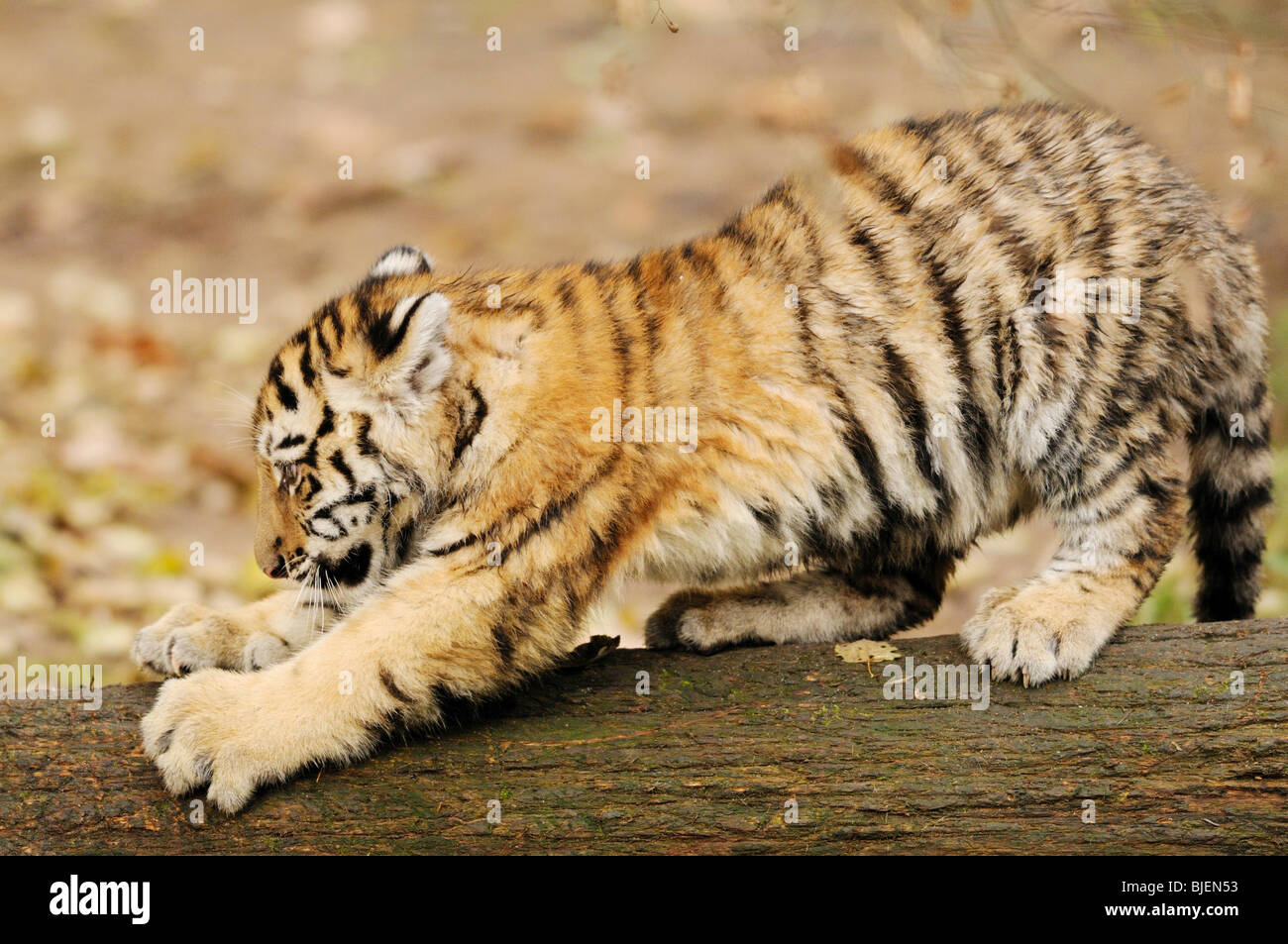 Sibirische Tiger (Panthera Tigris Altaica) Cub dehnen, Zoologischer Garten Augsburg, Deutschland, Seitenansicht Stockfoto