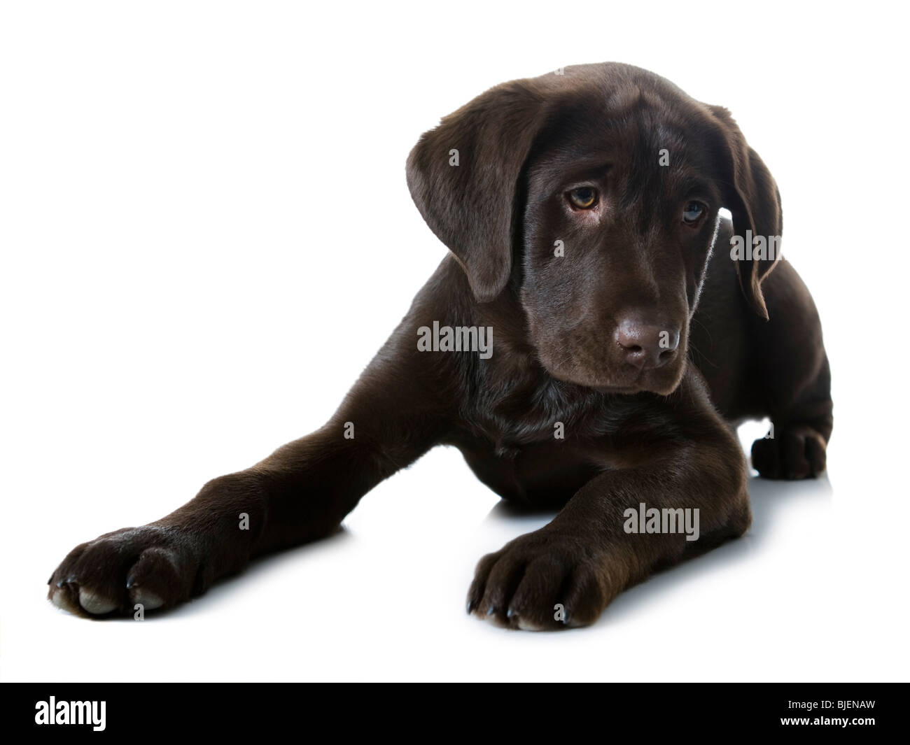 Doggy Stockfoto