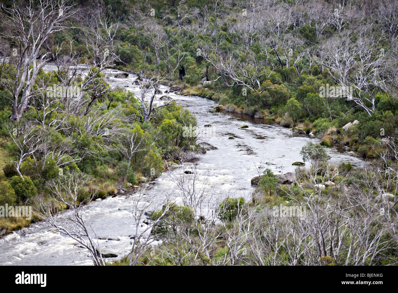 Thredbo Fluss im Sommer, NSW, Australien Stockfoto