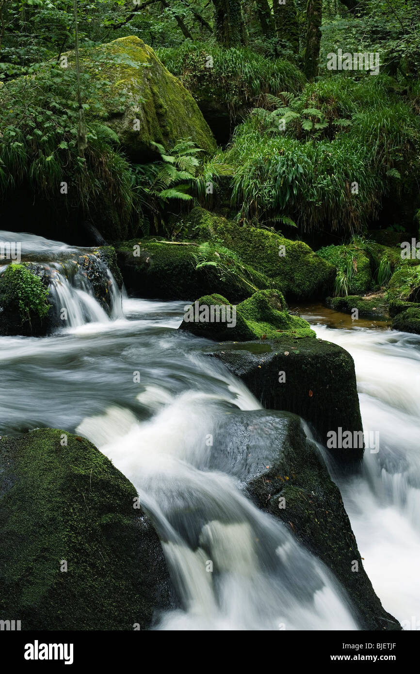 Golitha Falls - Südrand des Bodmin Moor - Cornwall Stockfoto