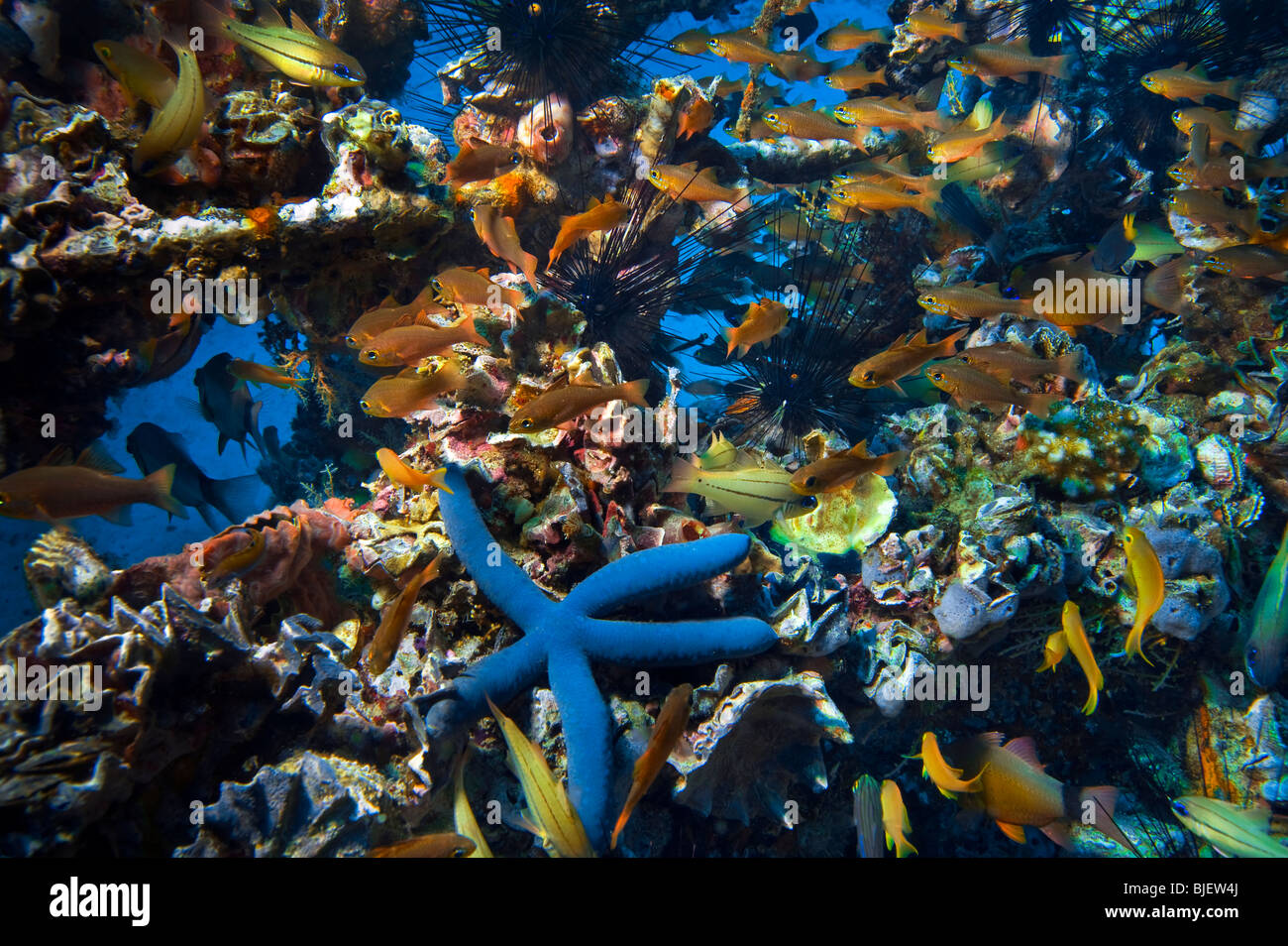 Malapascua vielfältig vielseitig Multiplex-Leben auf künstlich errichteten Riff Fische Seestern Seeigel unter Wasser Unterwasser Tauchen Taucher Stockfoto
