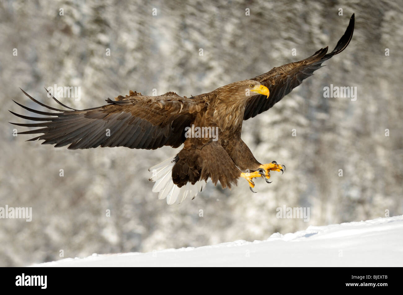 Seeadler (Haliaeetus Horste), Erwachsene bei der Landung Ansatz. Stockfoto