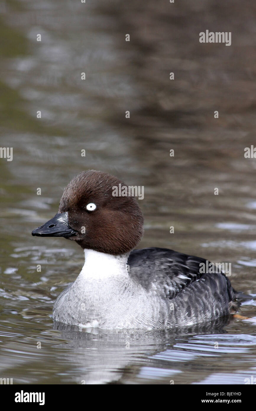 Weibliche Common Goldeneye Bucephala Clangula bei Martin bloße WWT, Lancashire UK Stockfoto