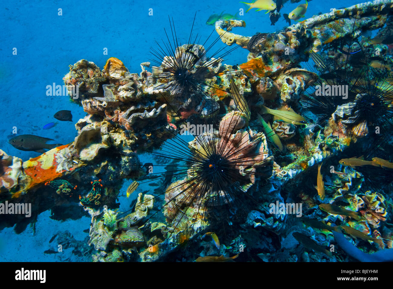 Malapascua vielfältig vielseitig Multiplex-Leben auf künstlich errichteten Riff Fische Seestern Seeigel unter Wasser Unterwasser Tauchen Taucher Stockfoto