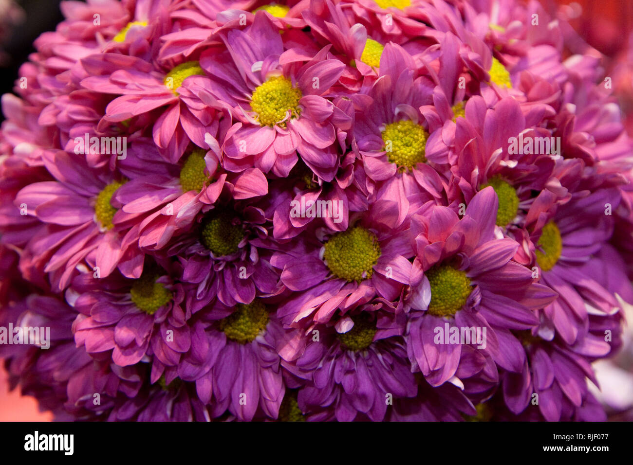 Closeup rosa Blume Batch Display Frühjahr frisch blühenden Blüten öffnen Stockfoto