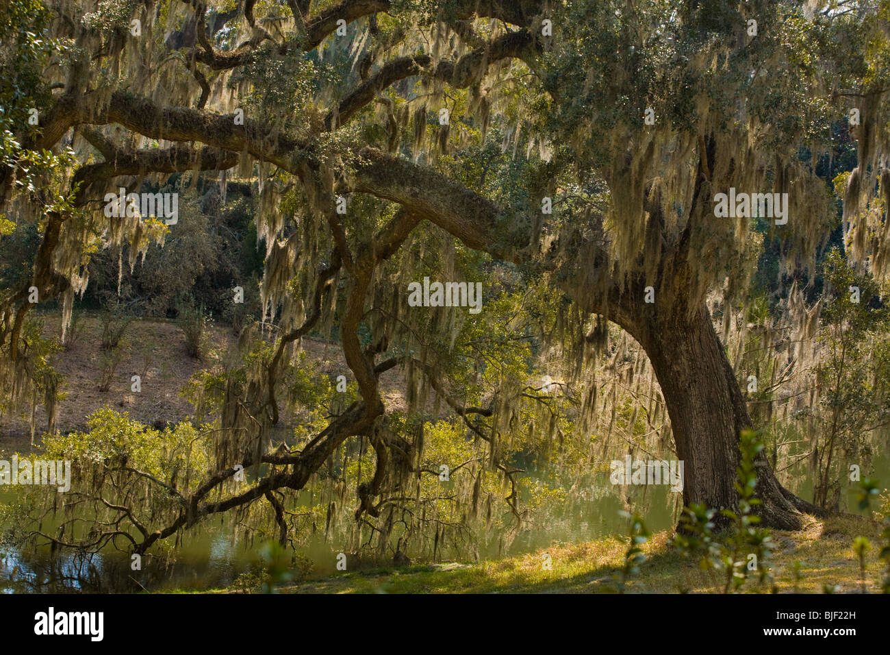 Südliche Phaseneiche Baum Quercus Virginiana und spanischem Moos im Mepkin Abbey, Monck Ecke, South Carolina Stockfoto