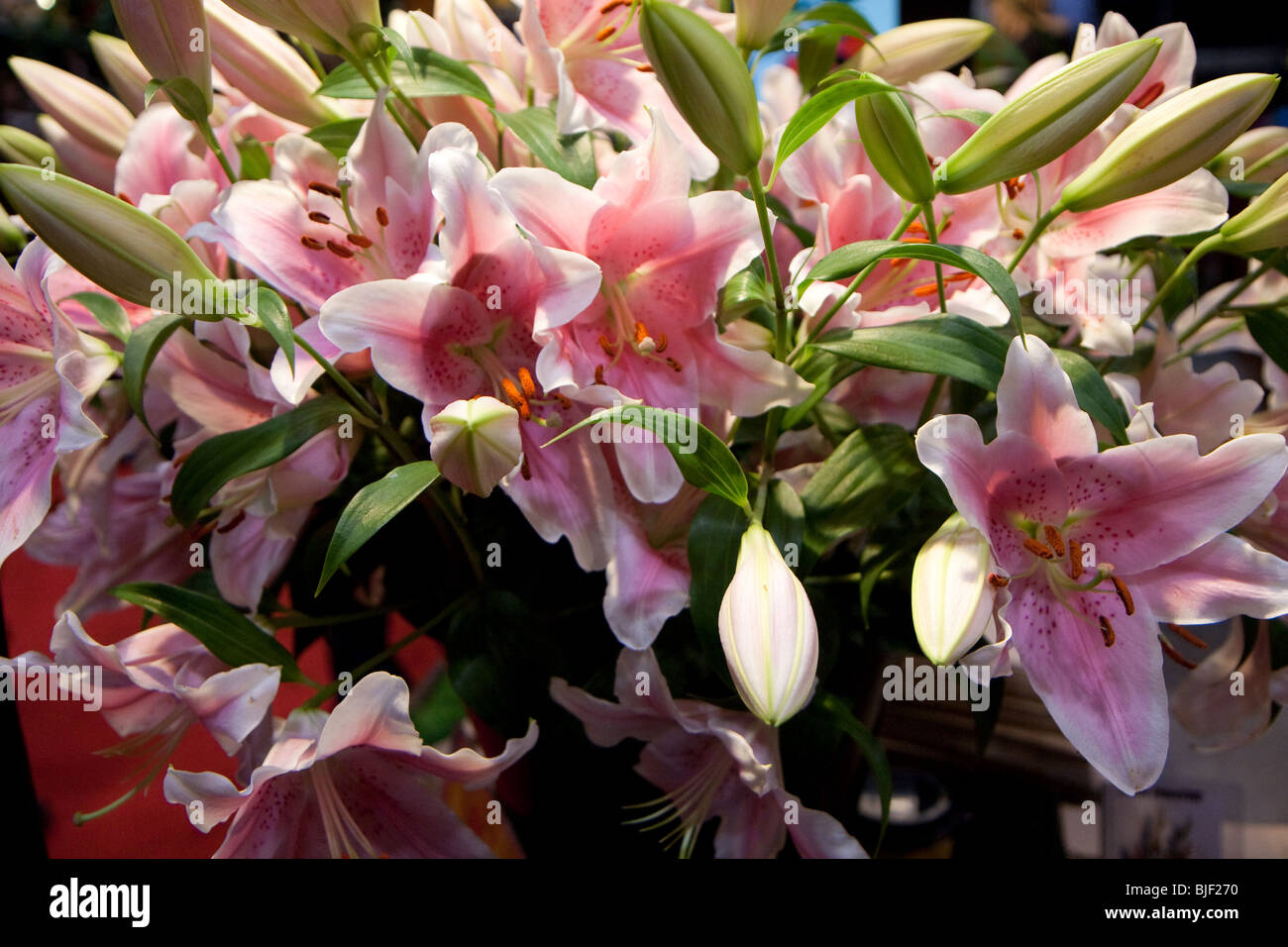 Tiger Lily rosa weiße Anordnung Display Schaufenster Stockfoto