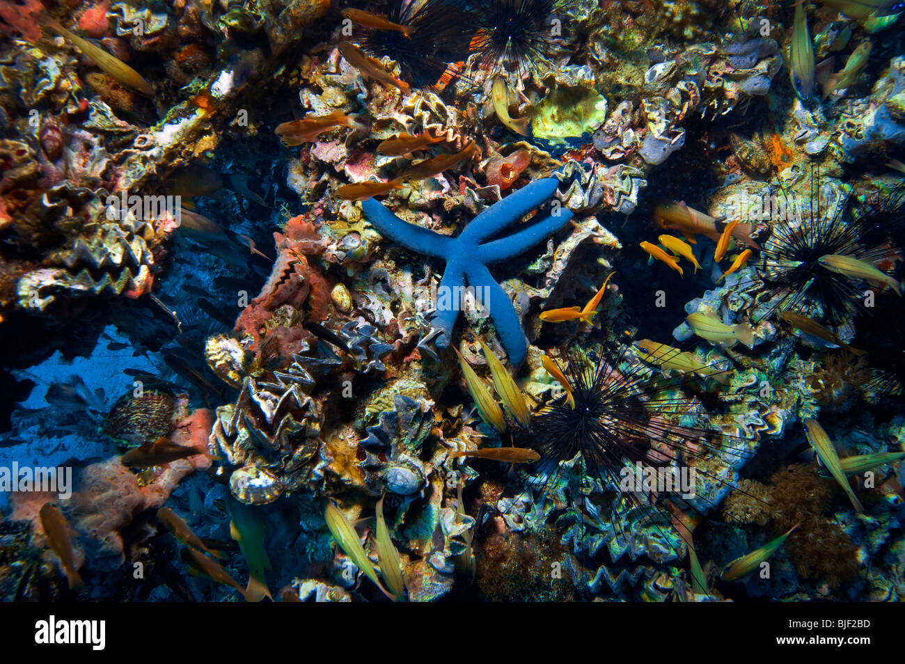 Malapascua vielfältig vielseitig Multiplex-Leben auf künstlich errichteten Riff Fische Seestern Seeigel unter Wasser Unterwasser Tauchen Taucher Stockfoto