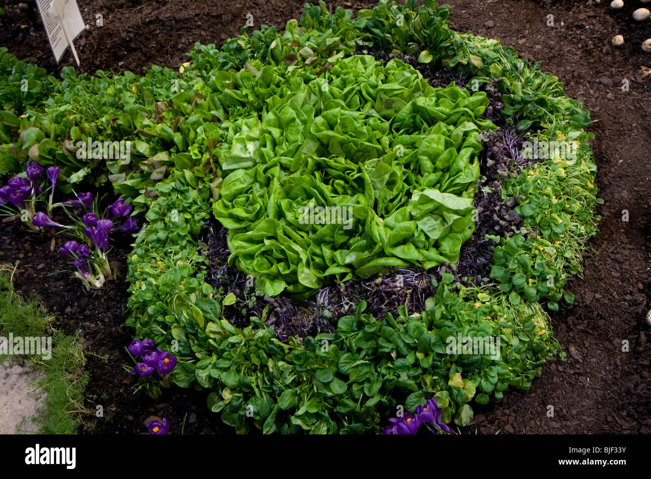 Erde, Bauernhof, Feld, Lebensmittel, Ernährung, frisch, Garten, grün, Wachstum, Gesundheit, gesund, Blätter, Salat, Leben, Natur, Natur Stockfoto