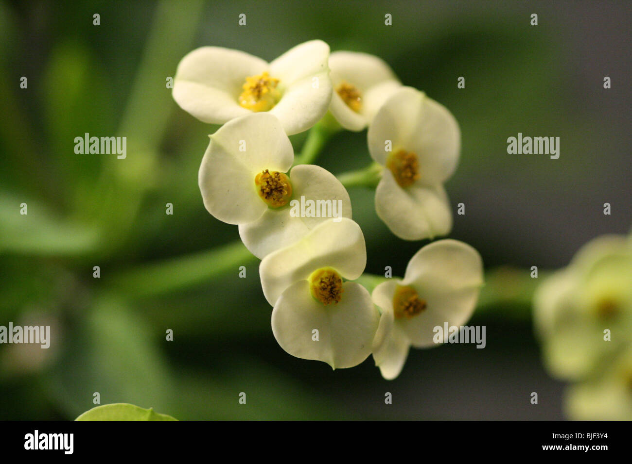 Closeup Krone von Dornen Euphorbia Milii Veranstaltung Blume Pflanze Stockfoto