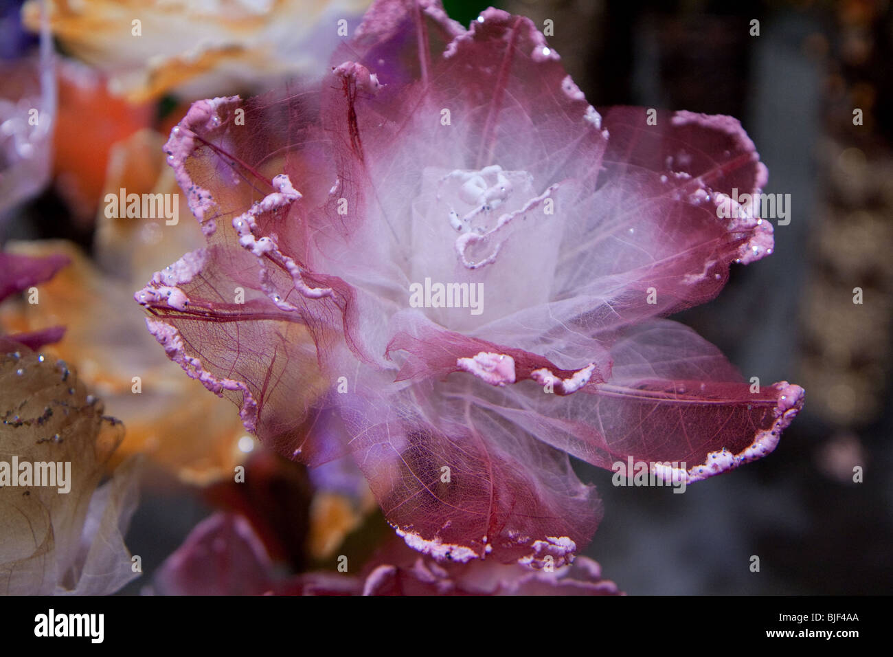 F eine rosa weiße Blütenblätter hautnah Stockfoto