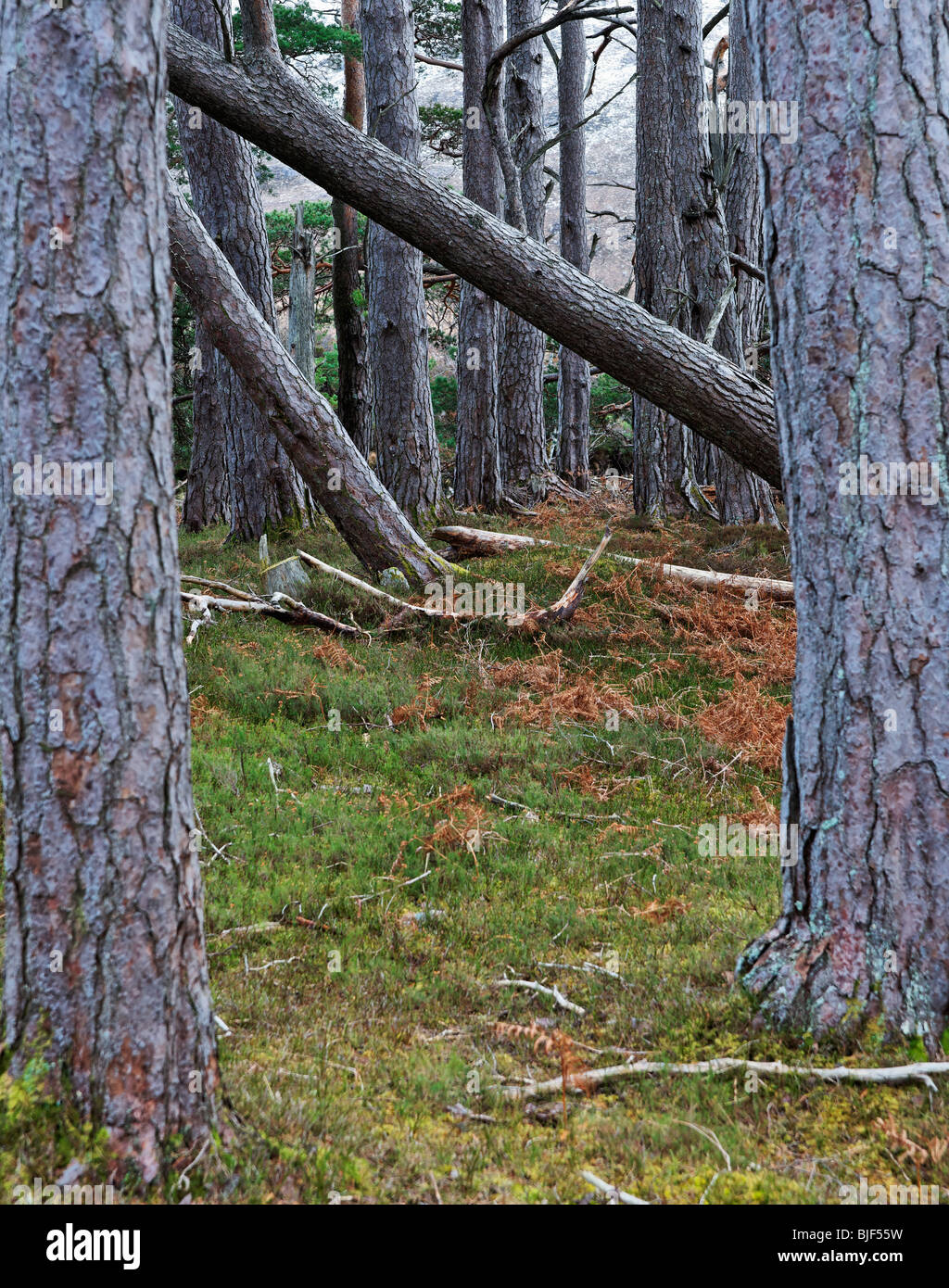 Ein Überbleibsel der Caledonian Wald in der Nähe von Kinlochewe, Wester Ross, Highland, Schottland, Vereinigtes Königreich. Stockfoto