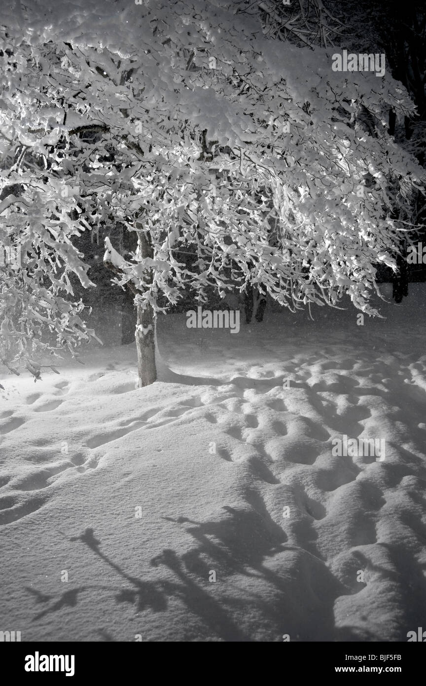 Baum mit Schnee festhalten an Ästen während es schneit In Blizzard bei Nacht, Pennsylvania, USA Stockfoto