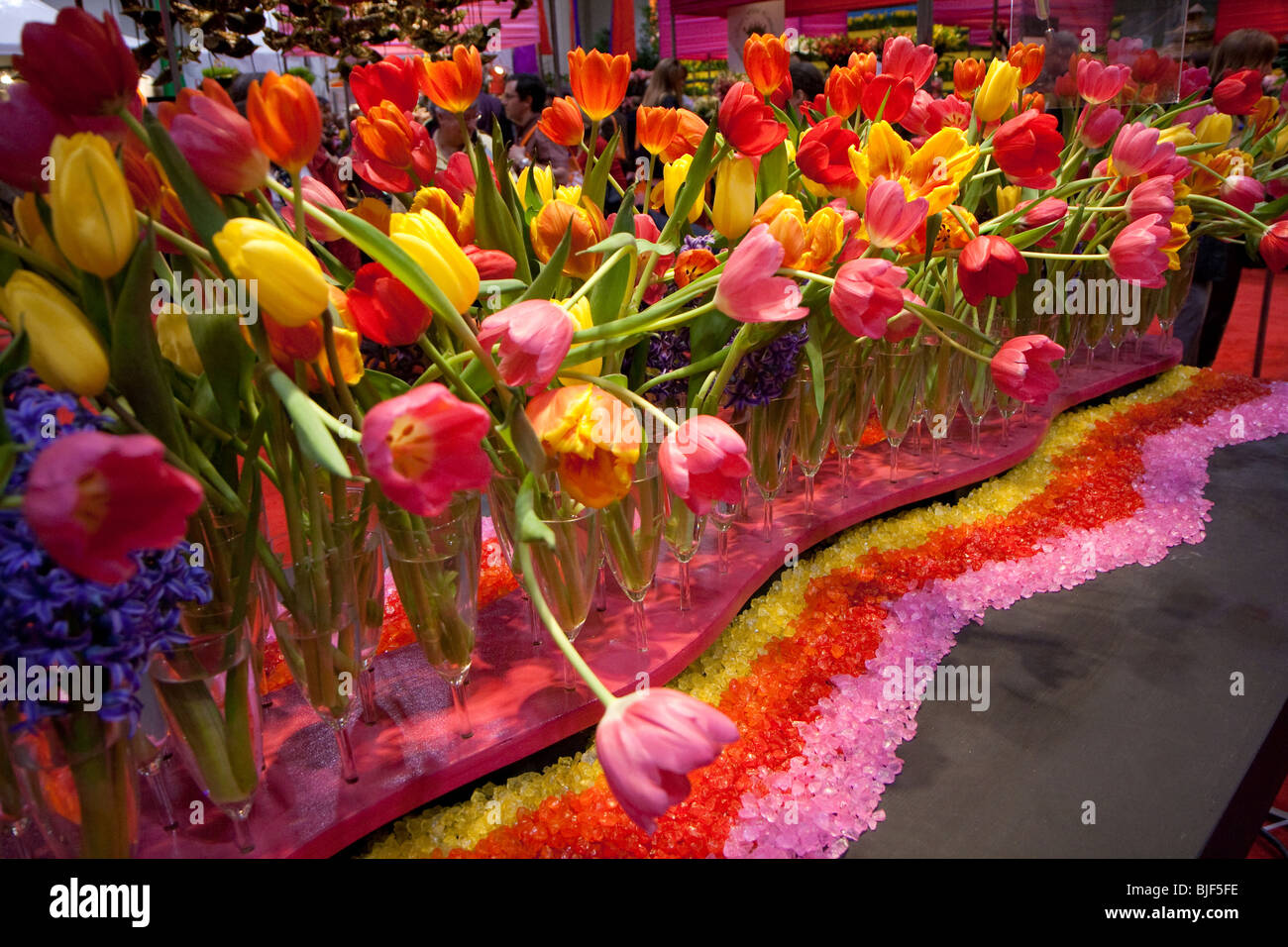 gelb rot rosa Tulpe Anordnung Display Schaufenster Stockfoto