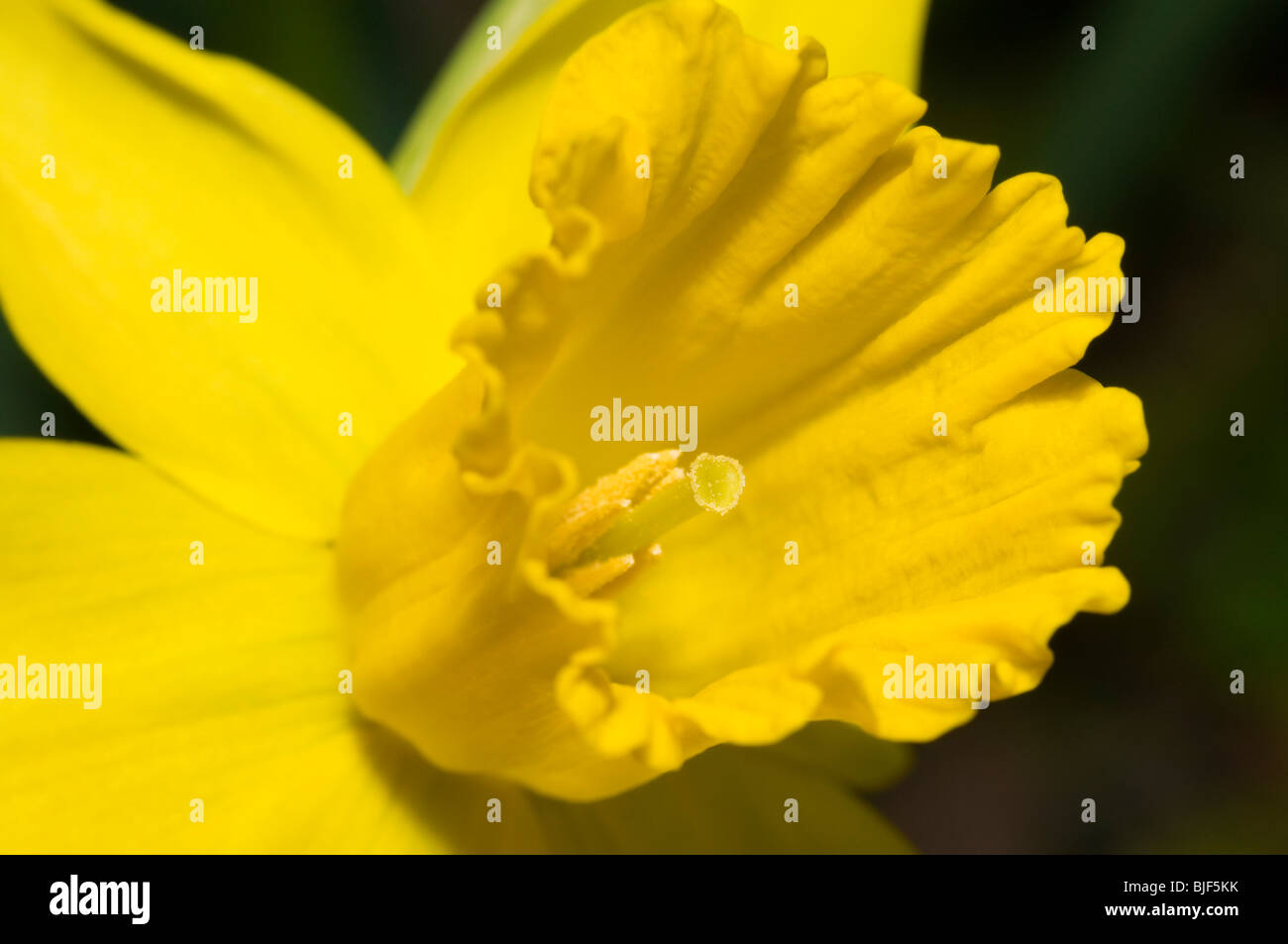 Narzisse (Narcissus) Blume im Frühling hautnah Stockfoto