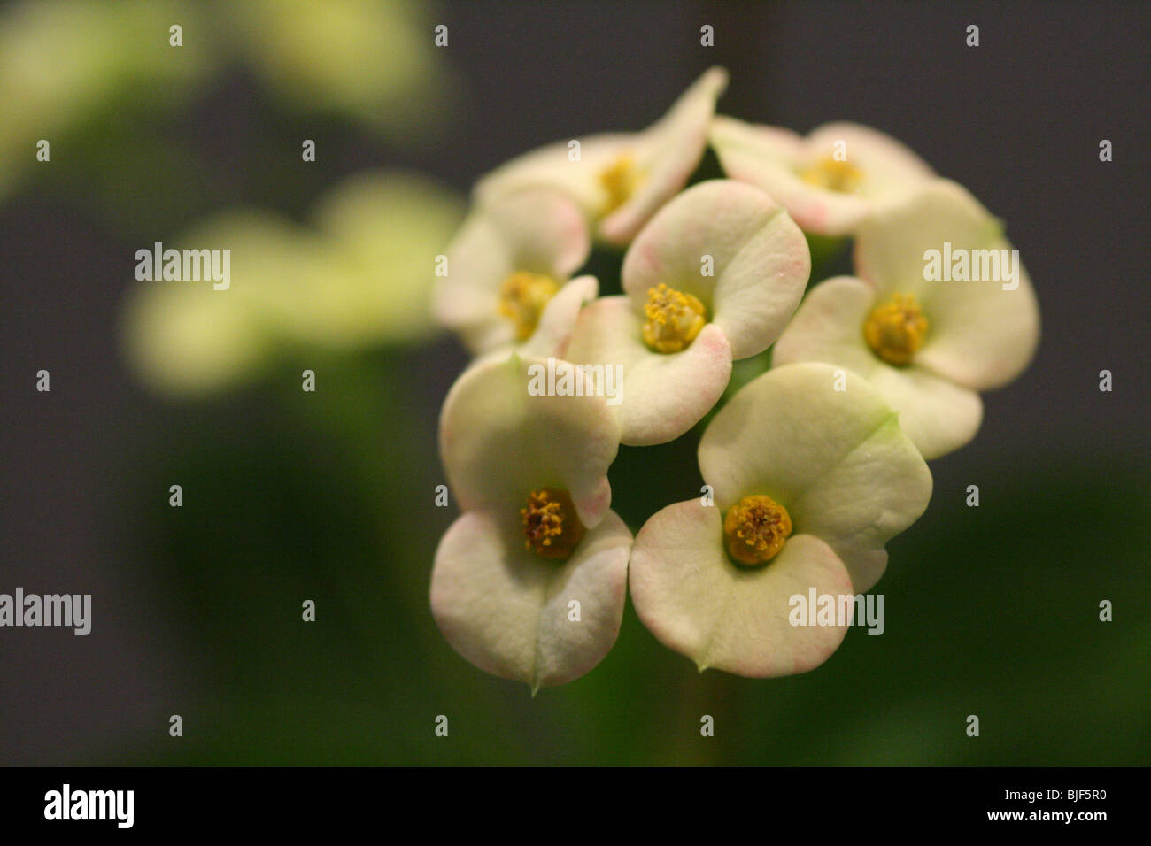 Kanada Blüte Nahaufnahme Krone von Dornen Euphorbia Milii Veranstaltung Blumengarten zeigen Stockfoto