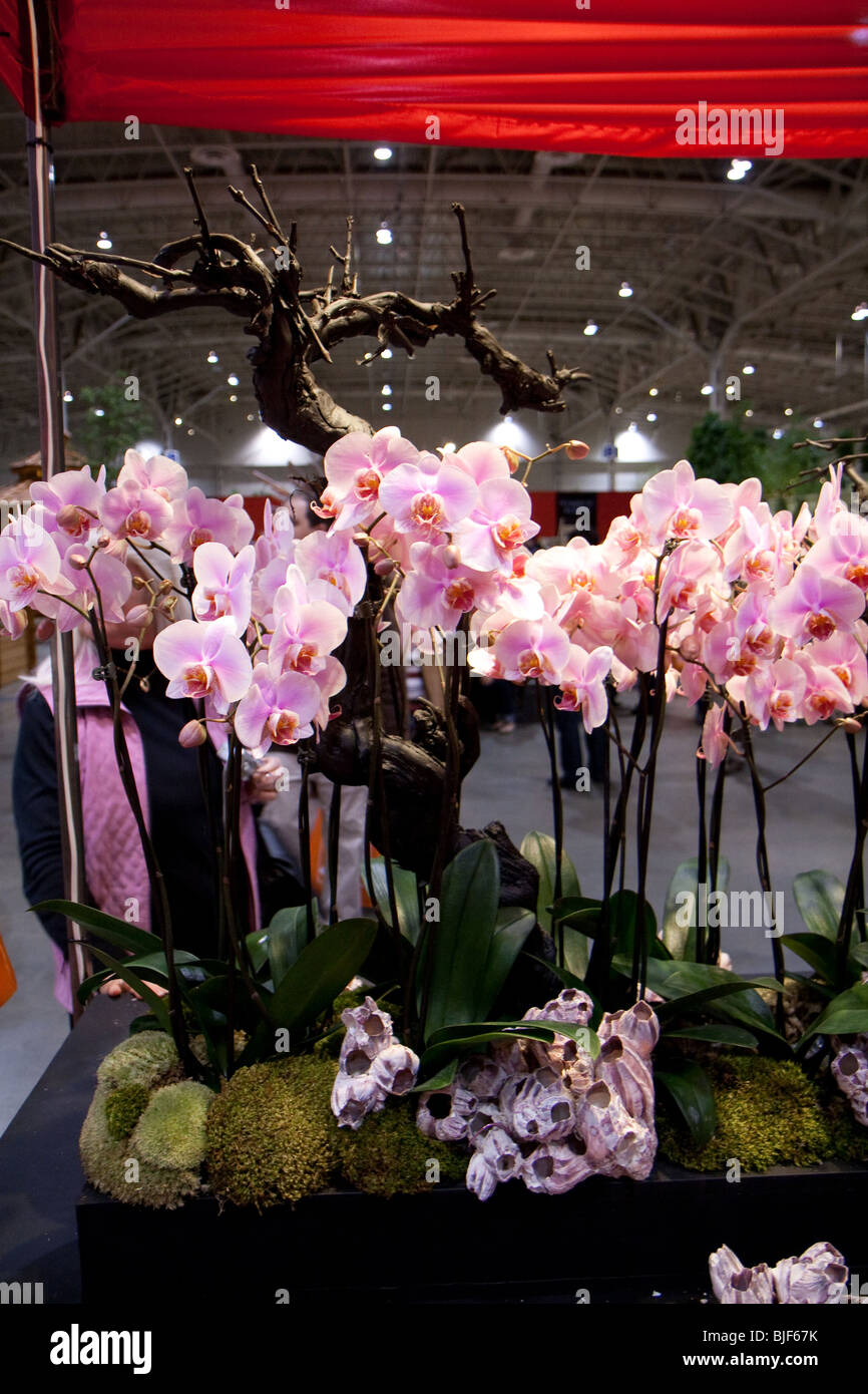 Orchidee Pflanze weißer Anordnung rosa Display Schaufenster Stockfoto