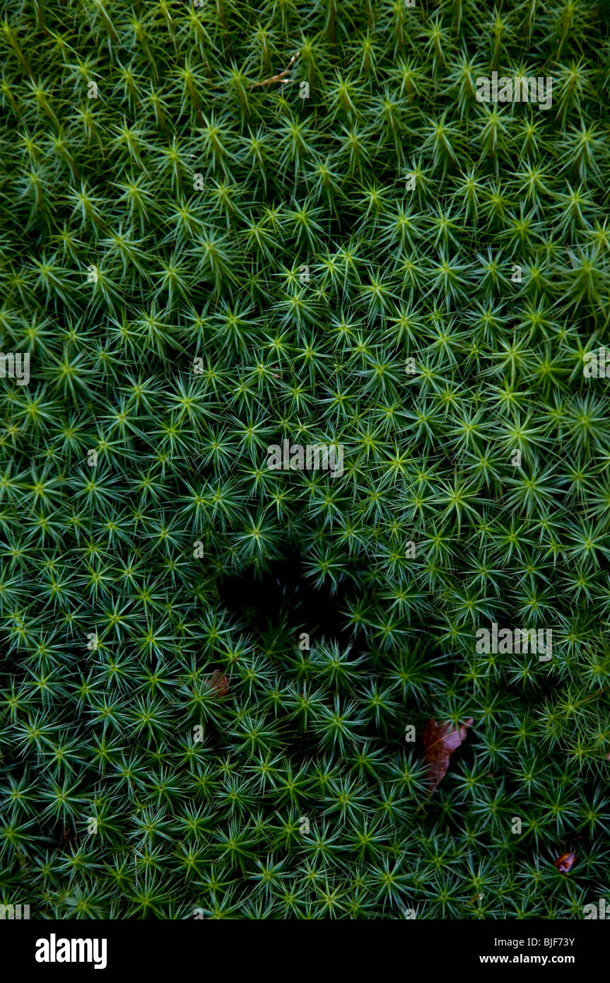 Seltsame Moos-ähnliche vegetation Stockfoto