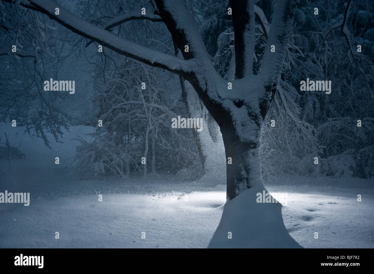 Baum im Winter Schnee-Sturm mit Schnee fällt bei Nacht, Pennsylvania, USA Stockfoto