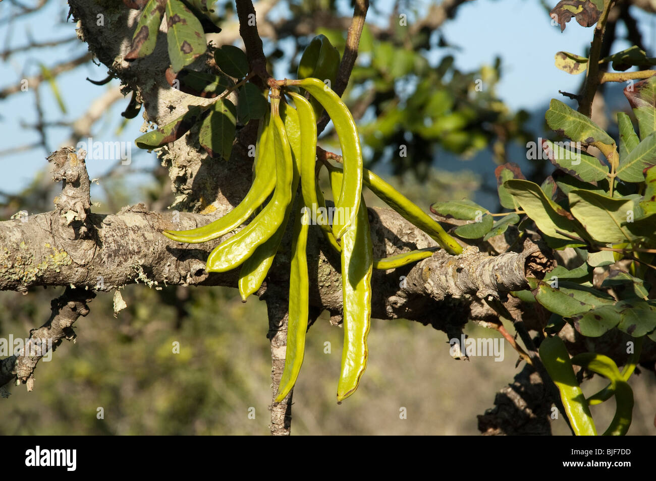 Ceratonia Siliqua, Carob Bean auf Baum, Mallorca, Spanien Stockfoto