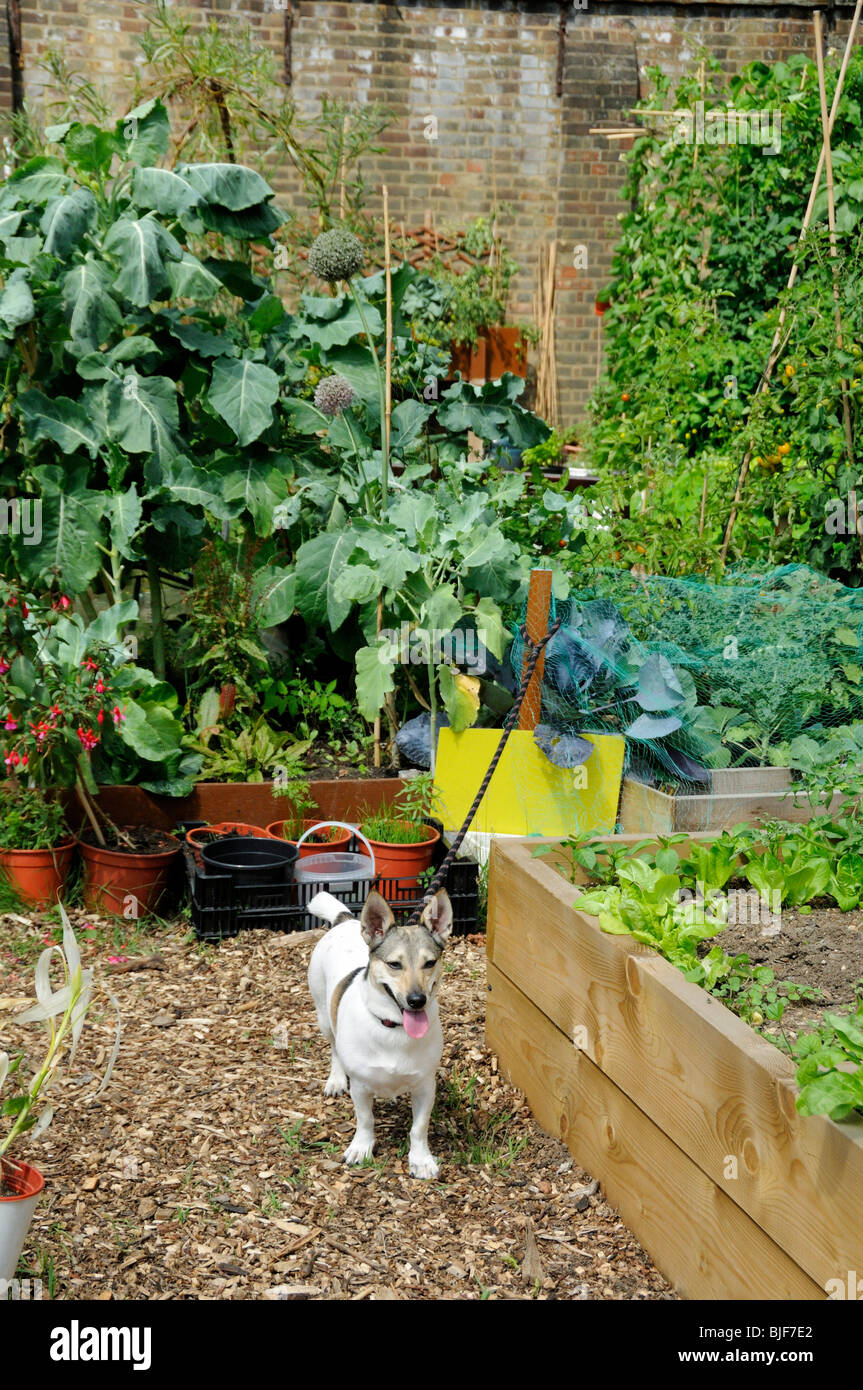 Einen kleinen Hund namens Molly am St. Lukes Community Garten Finsbury in Islington North London England UK Stockfoto