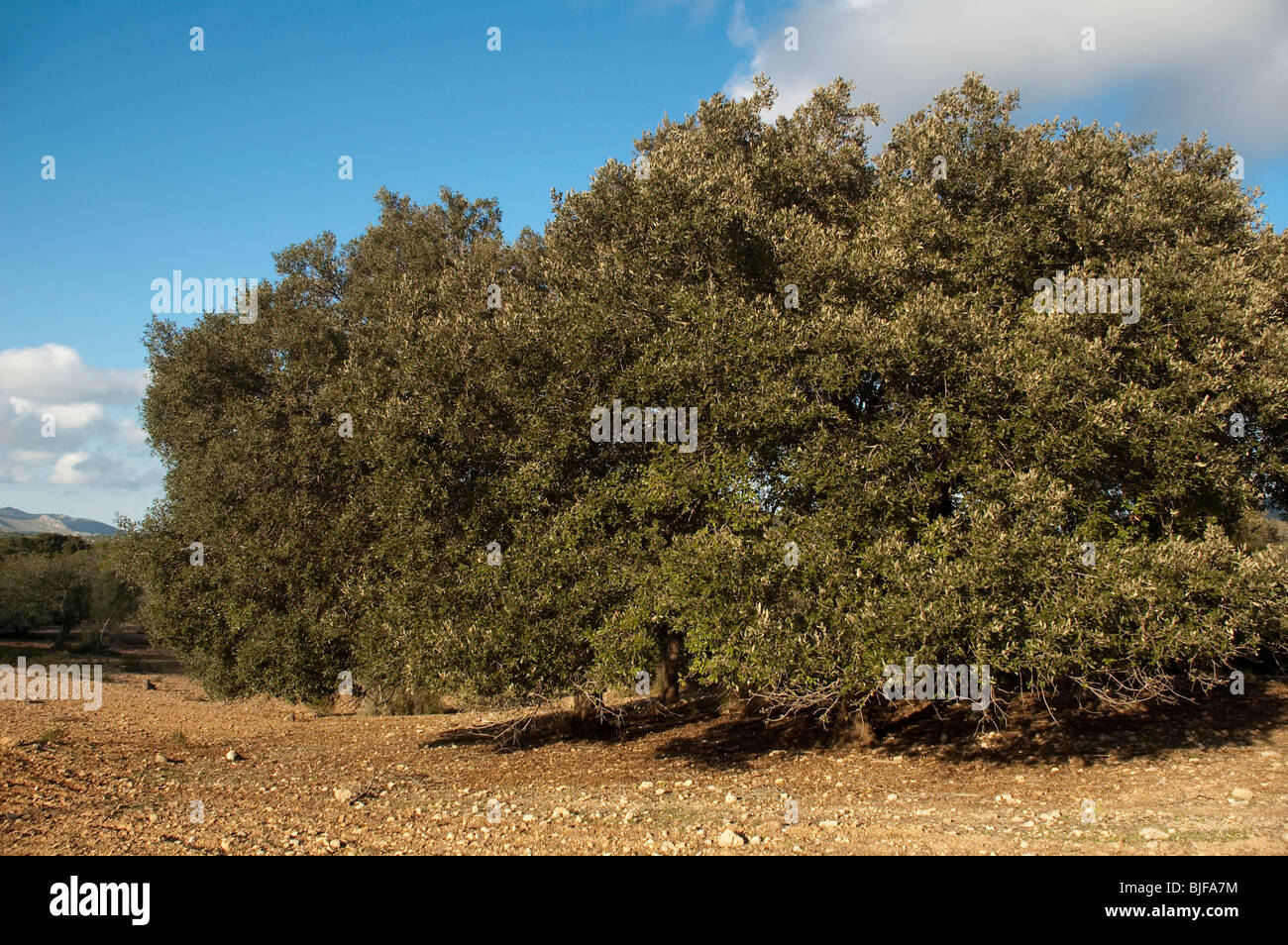 Standorte Auf Acker Bei Arta, Mallorca, Balearen, Spanien | immergrüne Eiche in der Nähe von Arta, Mallorca, Spanien Stockfoto