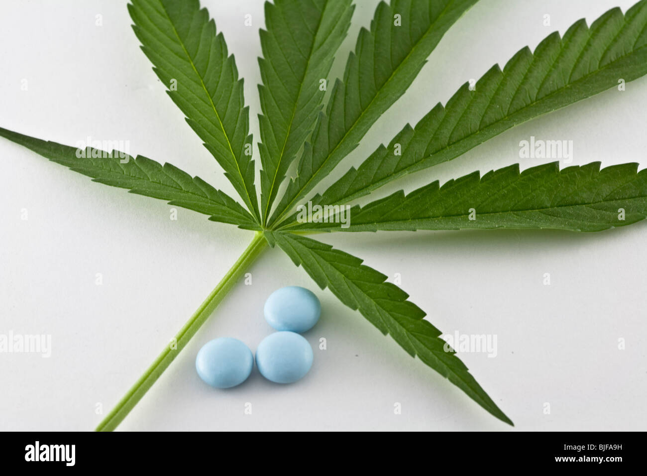 Blatt von Marihuana zusammen mit blauen Pillen, isoliert auf weißem Hintergrund, Konzept der alternativen Medizin Stockfoto