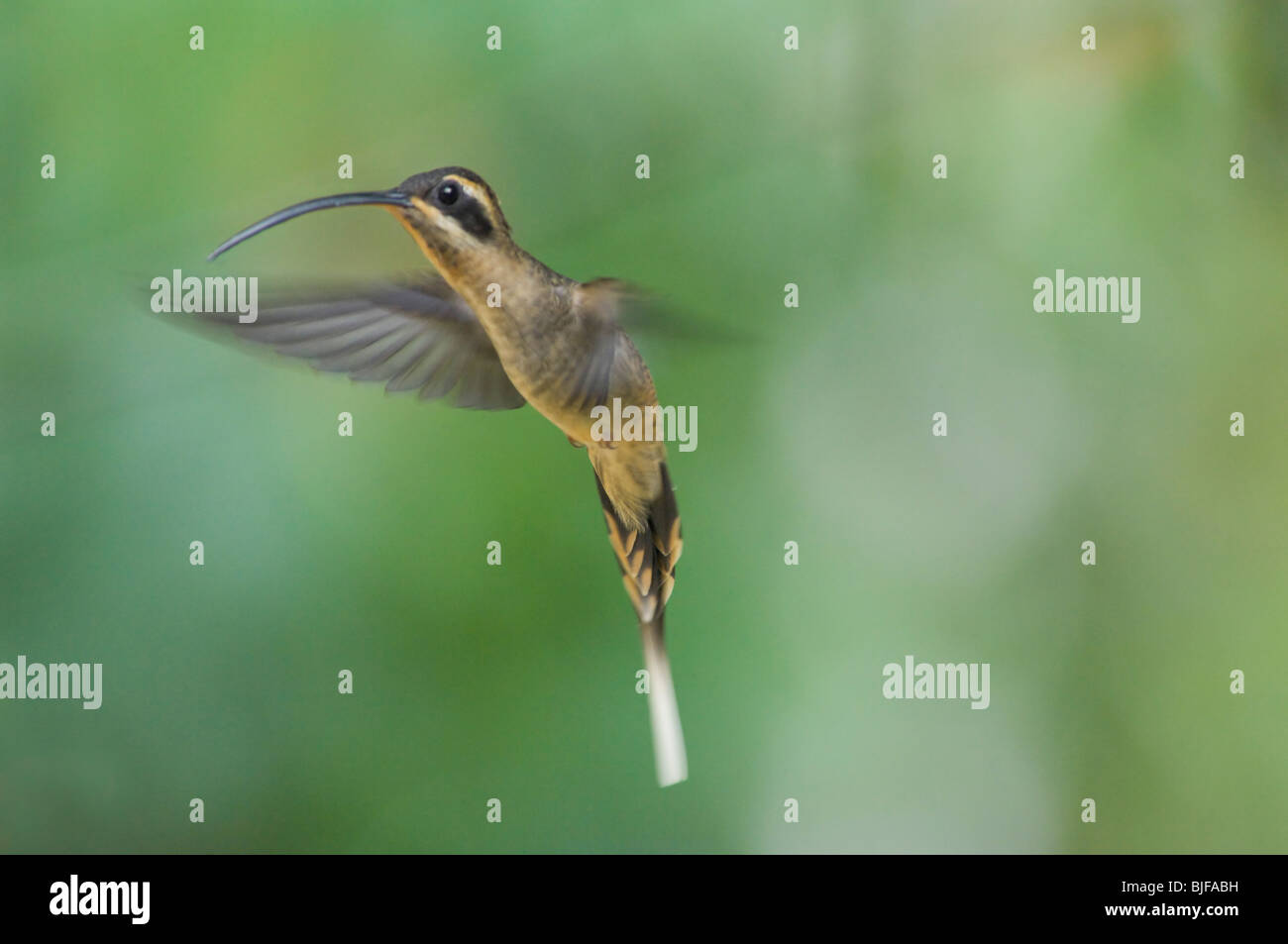 Lange-Billed Einsiedler Phaethornis Superciliosus Panama Stockfoto