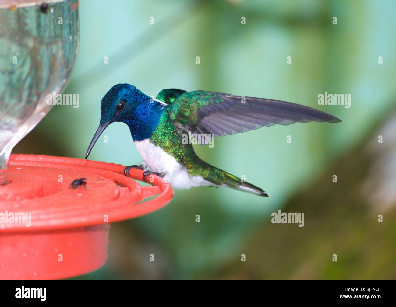 Lang-Necked Jakobiner Florisuga Mellivora Panama Stockfoto