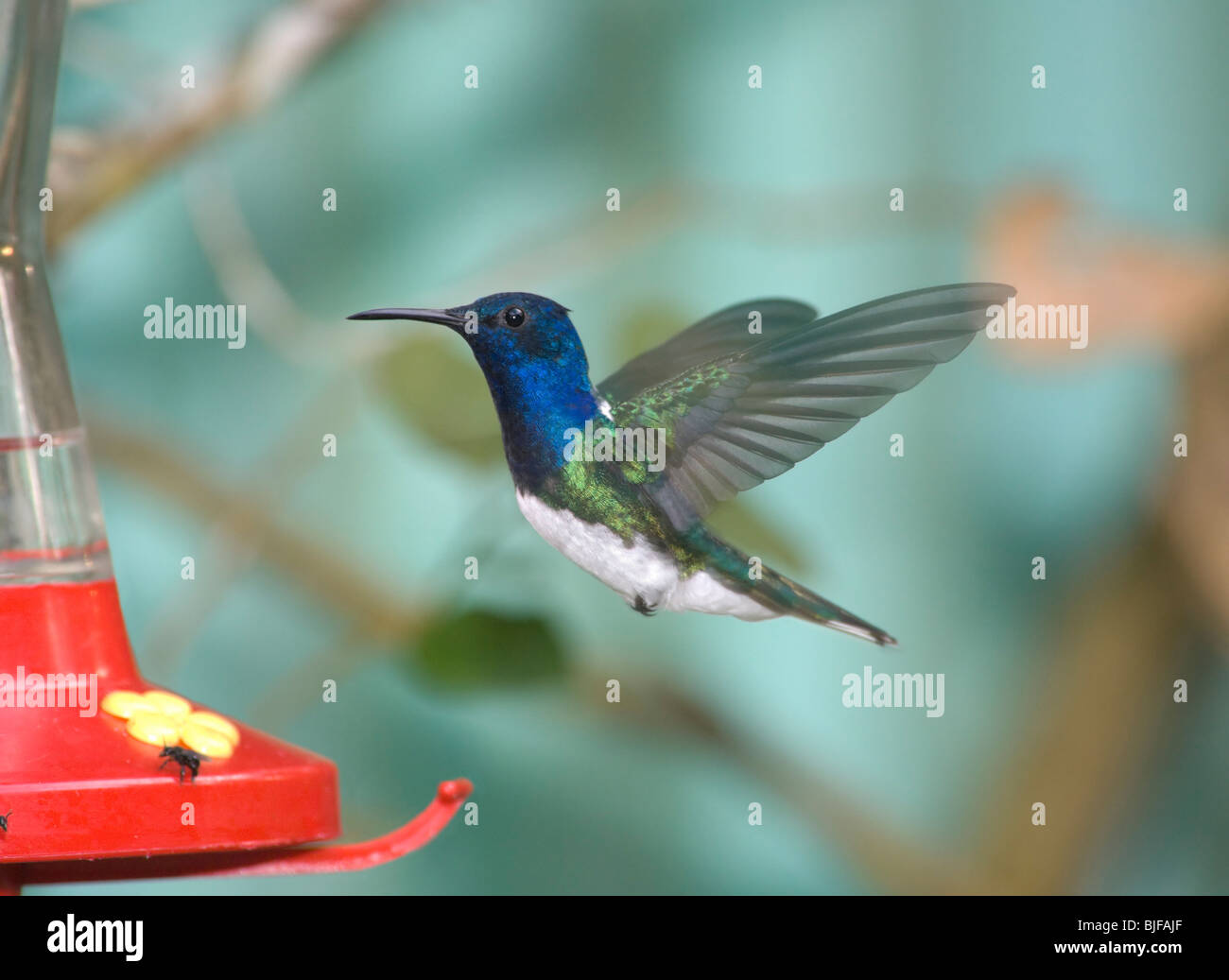 Lang-Necked Jakobiner Florisuga Mellivora Panama Stockfoto