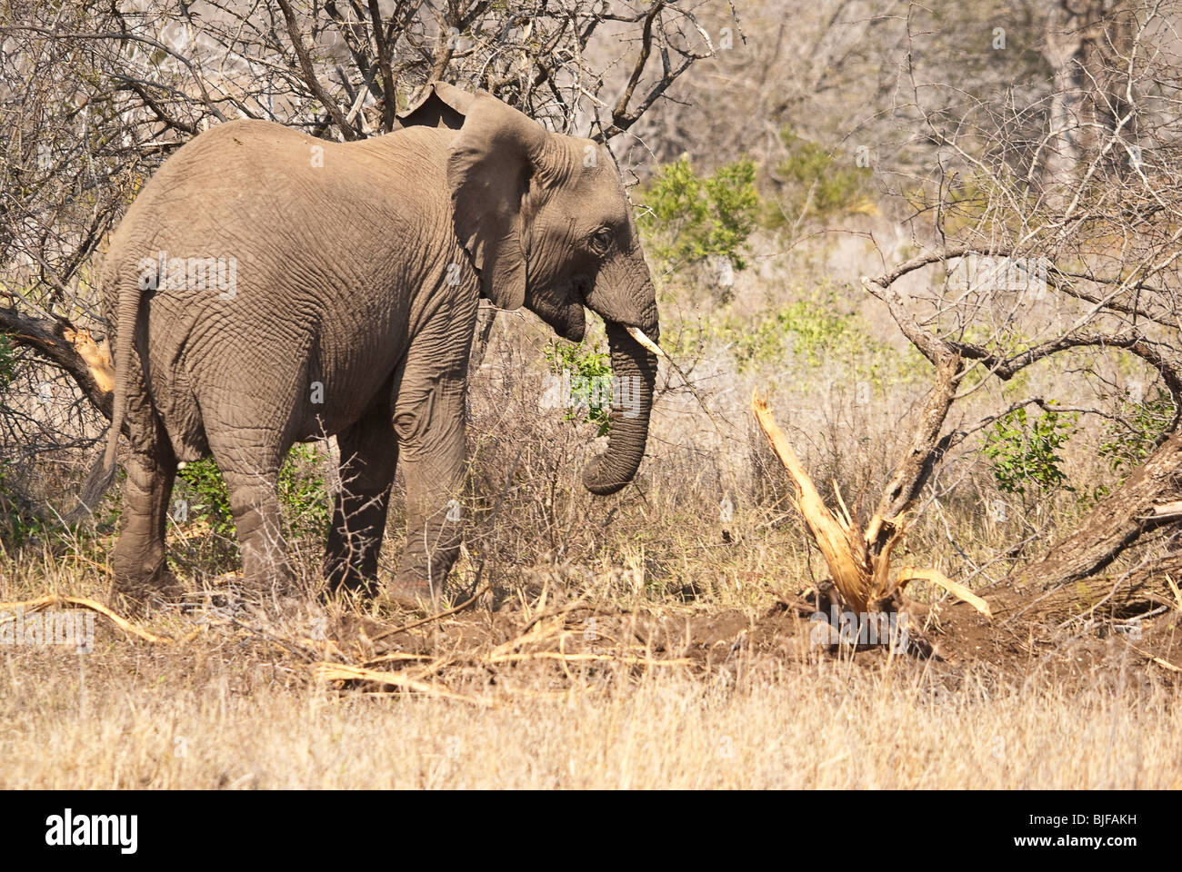 Seitenansicht eines afrikanischen Elefanten im Krüger Nationalpark, Südafrika Stockfoto