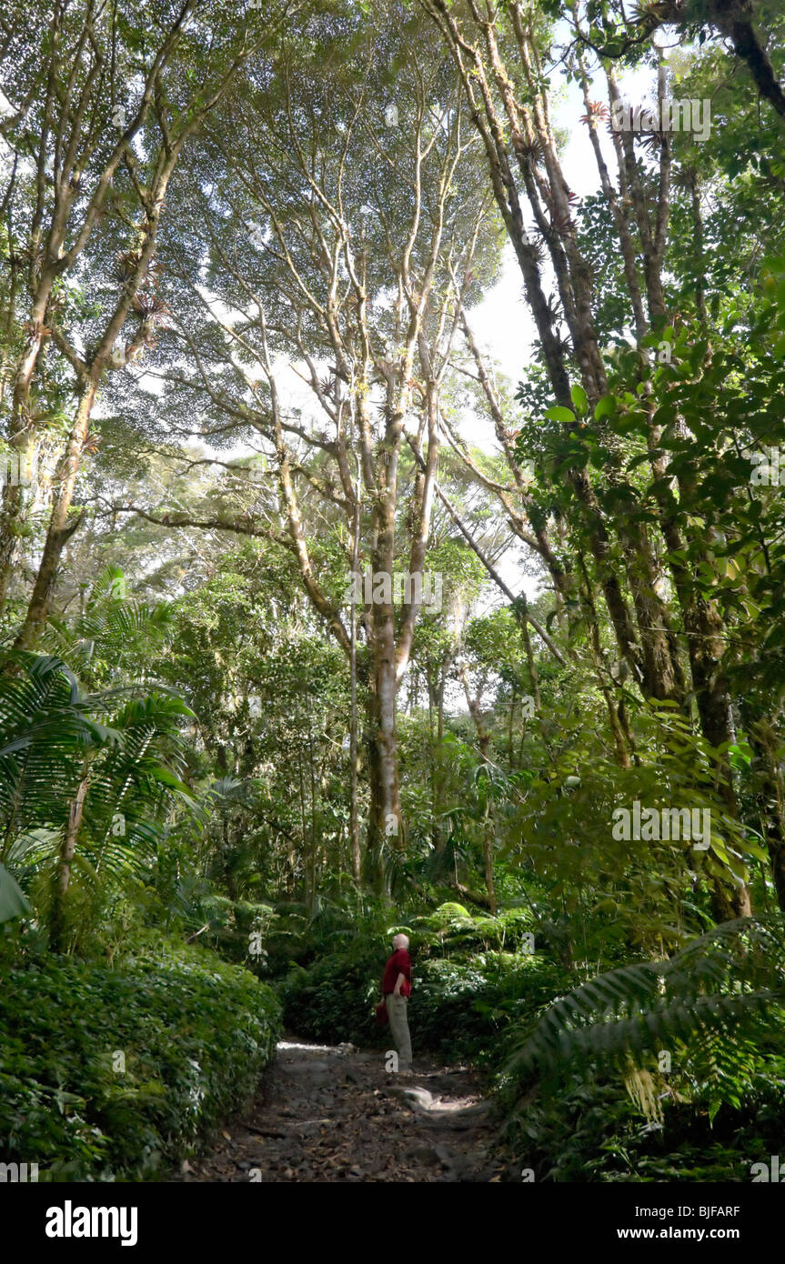Tourist im Regenwald Parque Nacional la Amistad Panama Stockfoto